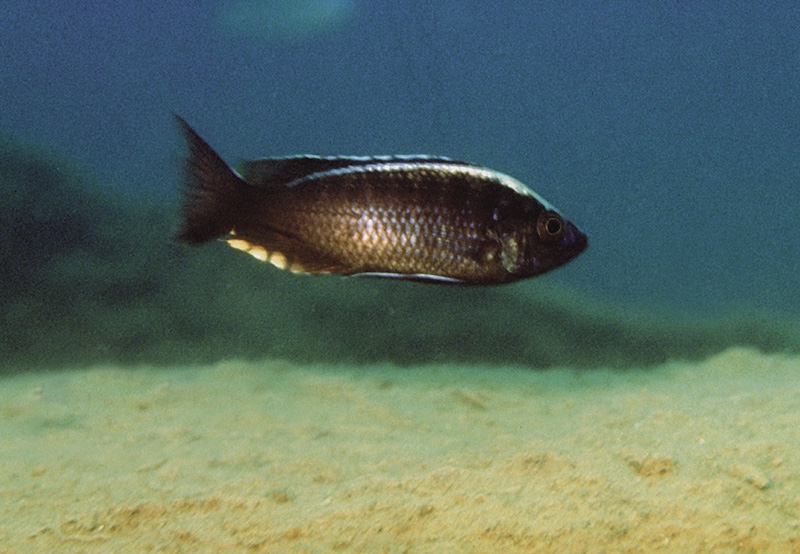 Copadichromis sp. 'mloto liuli' Liuli
